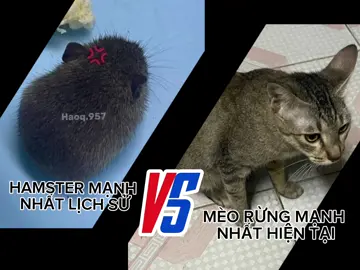 Mèo rừng Châu Phi #meow #meomeo #fyp #funn 