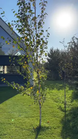 Barnhouse style homes offer a perfect blend of modern comfort and rustic charm. With open layouts, high ceilings, and large windows, they provide a bright, airy space that feels close to nature. Their minimalist design makes them affordable, eco-friendly, and low-maintenance, while also being highly customizable to your taste.#Barnhouse #ModernLiving #SustainableHomes #MinimalistDesign #EcoFriendlyLiving #HomeDesign #InteriorInspo #RusticCharm #Architecture #DreamHome 📽️ @wszystkopodwojnie 