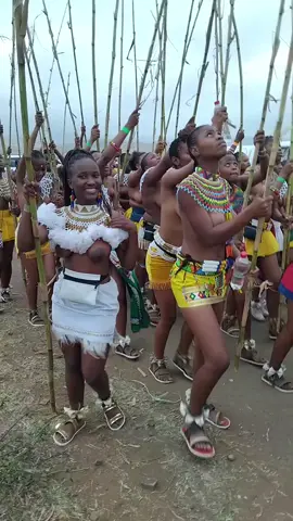 #SAMA28 #zulutiktok #amatshitshi #umhlanga2024 #umkhosiwomhlanga 