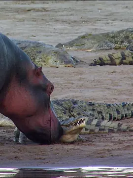 #africasdeadliest #animalworld #lion #leoppard #hyenas #tiktok 