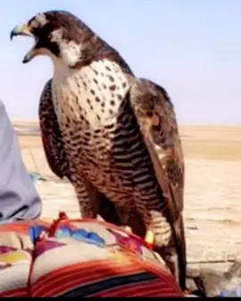 #قرناس_هوا❤️‍🔥.                                                                                        #اكسبلورexplore 