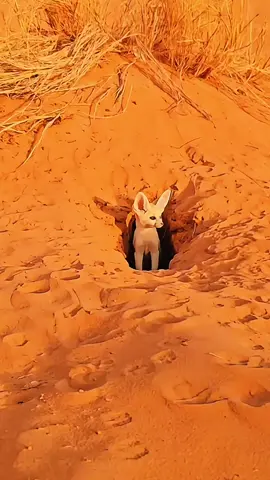 📍The most beautiful creature in the desert.  Desert fox 🦊. feneec . 
