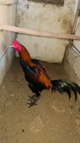 Blackjack ☠️💀#ayampamangon #ayampakhoy #ayamkhoytrad #ayambangkokimport #ayambangkokindonesia #ayambangkokindonesia #ayampakhoysuperlockbrakot #viralditiktok #fyp #ayamkhoyngon #viralvideo #hobiayam #selalubersyukur 