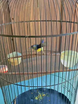korlap/wiceh/kolibri manggar metalik,silaunya udah kaya baju ibu ibu simer simer 😂😂 #kicaumaniaindonesia #kicaumania #colibri #burungkicauindonesia #burungberkicau #kicau #korlap#kolibrimanggar #wiceh #kolibrikelapa ##fypsounds #fyp #capcut 