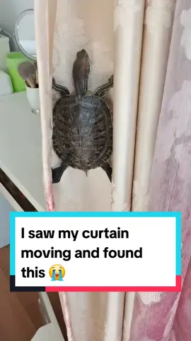 I don't own a turtle 😭 #intruder 