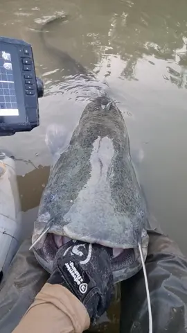 #fishing #pesca #wędkarstwo #catfish #siluro #sum #monsterfishing #predatorfishing #spinfishing #riverfishing #sport #deporte 