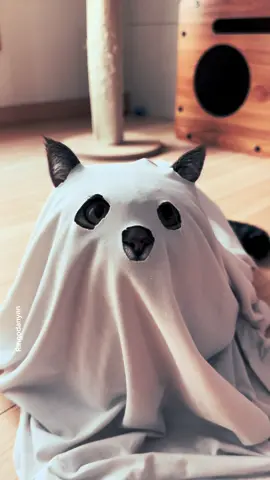 spooky season is almost here...👻🎃