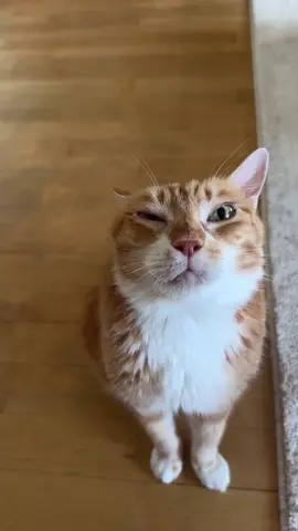 🍗 #fyp #cats  #cute #fypage #catlover #catsoftiktok #viral #kitties #orangecat #doudou #cute #cats 