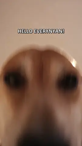 HELLO EVERYNYAN👋 . #sealwinnie #anime #meme #helloeverynyan #dogsoftiktok #shibainu #cutedog 