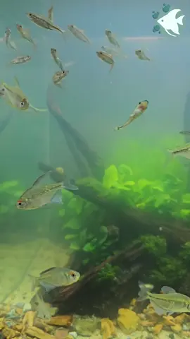 الحل لمشكل موت الأسماك ( بكتريا نافعة + مضاد الكلور)#fish #aquarium #fishtank #fish #aqua #aquascaping #algerie #foryou #fyp #fypage 