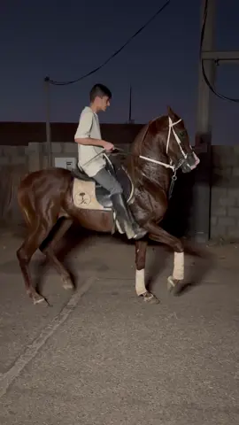 ماشاءالله البطل رعـد 🤩❤️‍🔥. #اكسـبلور #خيل_وخياله🐎 #ملك_الخطوه #رعد #مربط_الجبلين #خطوه_ملكية #ماشاء_الله 