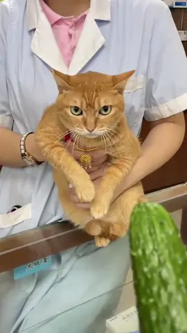 #catsoftiktok #cutecat #cucumber @Logan