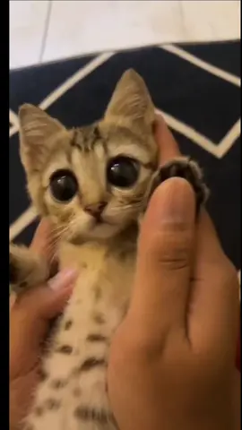 Кумедні коти 🐈 😻 🐈‍⬛ Funny Cats #милота #котенок #коты #кот #котикиприколы #cat #cats #catsoftiktok #of #catstok #catlover #catlife #tiktok #catlovers #kitten #tiktokcat #kitty #pet #cute #Love #meow #dog #catoftheday #pets #kittens #gato #animalsoftiktok 