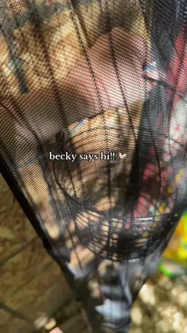 collecting some eggs #chickenlife #farmlife #homesteading 