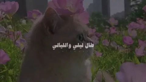 🌸 .  .  #اناشيد #طال_ليلي #fyp #بدون_موسيقى 