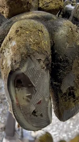 There’s fluid in there somewhere…#natethehoofguy #fyp #foryoupage #hooftrimming #hoofcleaning #hoofpicking #oddlysatisfying #hoofcareroutine #bedtime #naptime 