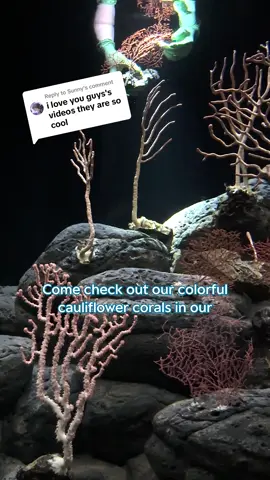 Replying to @Sunny  We have new deep-sea cauliflower coral in the Into the Deep/En lo Profundo exhibit!  From @MBARI’s ship, the R/V Rachel Carson, our team collected these salmon-colored deep-sea corals half a mile below the surface of Monterey Bay. These deep-sea denizens now stand tall, fanning their branches and captivating people with a glimpse of the depths of our underwater world.   Follow along to find out what else we found in the deep!  #montereybayaquarium #mbari #deepsea #deepseacauliflowercoral