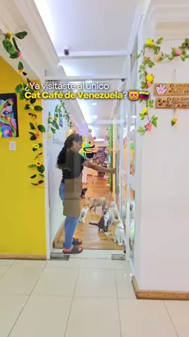 El lugar para los amantes de los michis Catpuccino 😻🇻🇪  Nota importante: el higiene del café se mantiene constante, ya que los gatitos tienen su área de aseo al exterior del establecimiento.  #maracuchos #zulia #venezuela 
