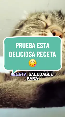 ¿Sabías que una dieta natural puede prevenir enfermedades y mejorar la calidad de vida de tu felino? 🚫🥫 ¡Dile adiós a los ultraprocesados y hola a una nutrición balanceada y saludable!✨ 🤔 ¿Qué encontrarás en nuestras guías?  🔹 100 Recetas caseras y nutritivas, más 5 bonos de regalo 🎁  📕 Visita el enlace en nuestro perfil para obtener tu guía! 👇🏻 🔗 https://beacons.ai/GarritasFelices  . #GatosSaludables #NutriciónFelina #AlimentaciónNatural #CuidaATuGato #RecetarioFelino #GatoFeliz #SaludFelina #estadosunidos #mexico #España #colombia #puertorico #peru #brasil #europa 