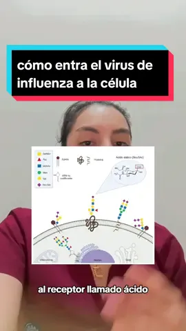 Para que el virus influenza cumpla con su cometido de replicarse necesita una célula del epitelio respiratorio y para penetrarla debe primero unir su hemaglutinina superficial a un receptor específico en su célula hospedera. Estos son los receptores de ácido siálico. #bioquímicayfarmacia #farmacia #viralvideos #scz #fyp #udabol 