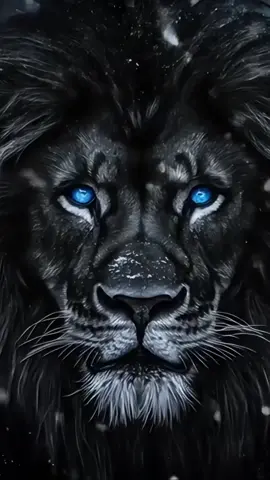 Midnight Majestic #blacklion #majesticwildlife #lionking #wildlife 
