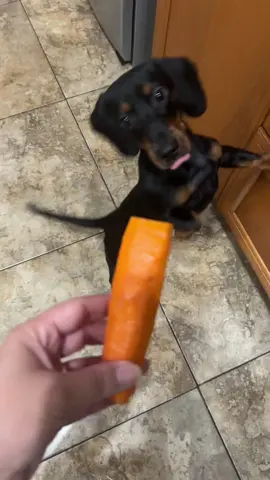 Unm que rica zanahoria 🐶🥕🧡 #apolo #salchiamigo #zanahoria #megusta #dachshund #dachshundaddict #dachshundpuppy #dachshundsoftiktok #videodeperritos #viraltiktok #amorperruno #feliz 