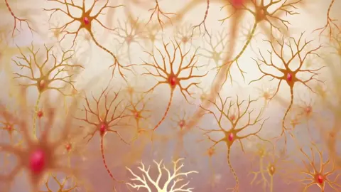 Tecido nervoso histologia