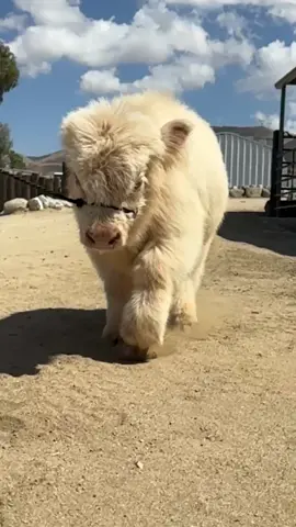 Let me introduce you to Casper!!!! #godisgood #highlandcowexperience #dreamscometrue 