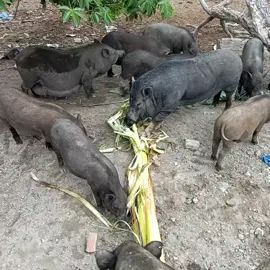 lợn ni là lờn đồg bào