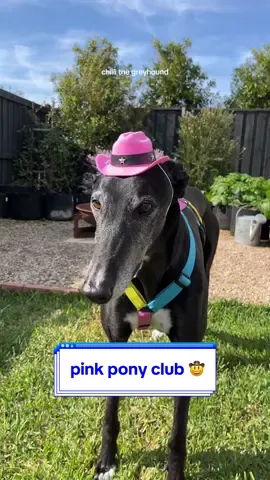 💖🤠 PINK PONY CLUB 🤠💖 #pinkponyclub #chappellroan #greyhound #dogsinhats 