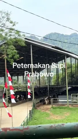 Unexpected, melipir ke peternakan sapi milik presiden terpilih Prabowo Subianto. Mencoba susu segar langsung dari peternakan, aslik segar banget. #fyp #f #farmlife #bogor #cisadonerstrekking  📍Garuda Farm Jalan Prabowo Desa Cisadon, kabupaten Bogor.#CapCut 