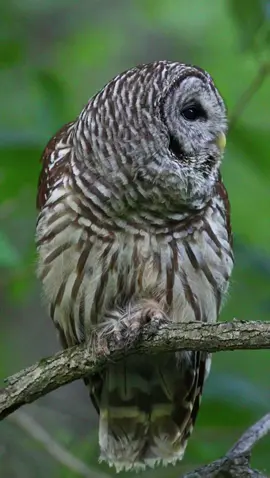 #BurungOwl Burung hantu yg berbunyi seram#fyp #myghost🤯 #trending #fypシ゚viral 