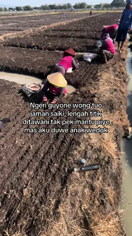 Icir #bawangmerah #petanimuda #nganjuk #fyp #viraltiktok #foryourpage 