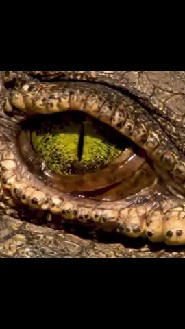 Crocodile eyes are the most advanced on the planet having evolved over 200 million years.  Bifocal:  Regardless of the time of day, atmosphere or level of visibility, crocodile eyes can self-adjust their settings to make out the main outline of something anywhere on the horizon, whether focusing near or far. This gives a crocodile the advantage of being able to hone in on its prospective prey without moving a muscle. Scope of sight:  Crocodile eyes contain a horizontal streak of tightly packed receptors called fovea, which give an astoundingly extended scope of sight. The majority of mammals’ eyes contain fovea but it’s usually situated in the centre of the eyeball, meaning that the head and eyes have to move to scan the wider scene. This isn’t a concern for the cunning crocodile whose eyes do not need to move when scanning the surroundings. This is important because the slightest twitch or turn can make the tiniest ripple in the water thereby alerting prey to the crocodile’s whereabouts. Reinforced eyelids:  Crocodiles have thick, reinforced eyelids which serve as ample armour to protect against any aggressive attack from an angry assailant. As well as this, crocodiles also have 3 layers of eyelids which protects the eyes against the murky and muddy water that they spend their days in.  🎥: unknown. Dm for credit/removal.  .⁣ .⁣ .⁣ .⁣ .⁣ #crocodiles #wildlife #reptile #alligator #reptilephotography #reptilesofinstagram #crocodilesofinstagram #animalsofinstagram #crocodile🐊 #saltwatercrocodile #reptiles #crocs #crocodile #animallover #wildlifephotography #wildanimals 
