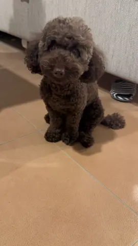 . 絶対に土下座したくない 大和田常務ばりの土下座(ふせ) #大和田常務 #半沢直樹 #日曜劇場 #ブラウントイプー #他の事はノリノリでやってくれるのに伏せだけいつも大和田 #多分プライド高い