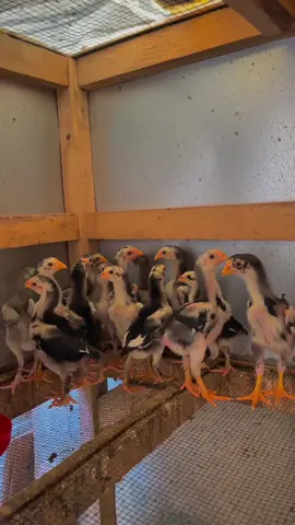 Absen dari gresik bosku🙏🏻#hobiayam #peternakmuda #bangkokklasik 