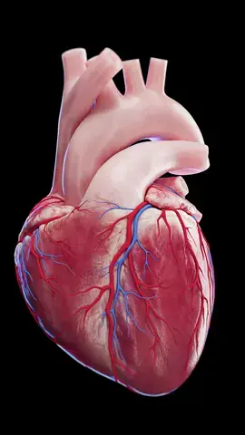 ⚡ How Does the Heart Keep Beating in Rhythm? ⚡ The heart's conduction system is a network of specialized cells that generate and transmit electrical impulses, making your heart beat in a steady rhythm. It starts with the sinoatrial (SA) node, the heart's pacemaker, which triggers the electrical signal. This signal travels through the atrioventricular (AV) node, the Bundle of His, and Purkinje fibers, causing the heart’s chambers to contract in a coordinated manner. Together, they ensure the heart pumps blood effectively throughout the body. Disruptions to this system can cause arrhythmias or irregular heartbeats. #HeartConduction #Cardiology #Heartbeat #meded #cardio #heart #health #education #anatomy #vray #autodesk #zbrush #3d #3dmodel #animation #science #medical #medstudent #sciart