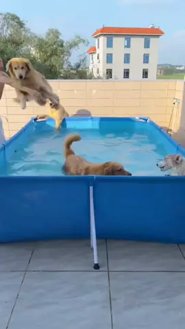 🫧💦✨#goldenretrieverlife #dogsoftiktok #dogbath #fyp 