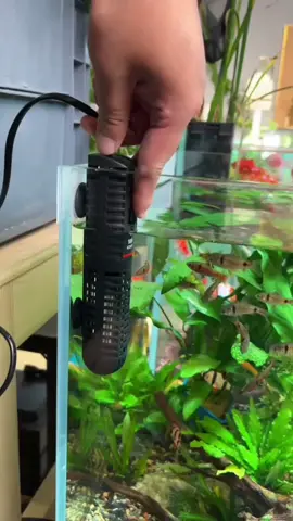 Sưởi bể cá cao cấp PERIHA HE 50-300W #suoibeca #suoibecathongminh #becacanh #cacanh #guppy 