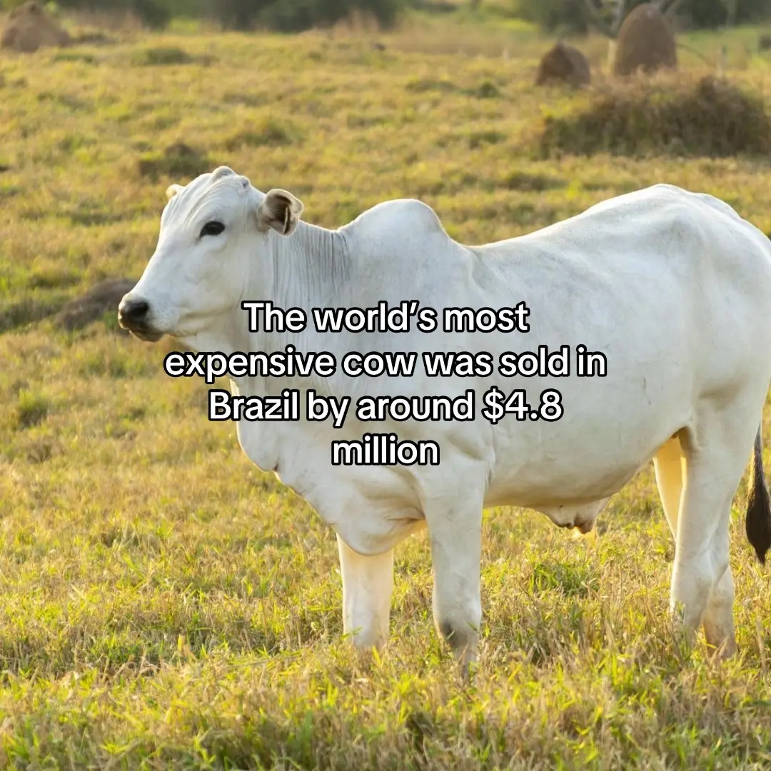 The world’s most expensive cow was sold in Brazil by around $4.8 million Viatina-19 FIV Mara Imóveis was sold by Agropecuária Casa Branca to Nelore HRO for this record-breaking price, placing its total value at a staggering $4.3 million. Half of the ownership of the same cow had already been sold in 2022, for around $800,000, which was record-breaking in itself at the time This sale of Viatina-19 FIV Mara Imóveis earmarks the true value of purebred Nelore in Brazil, showing just how much some are willing to pay for high genetic quality specimens. This high price will also ripple across the international cattle market, highlighting the breed’s value and strengthening its reputation worldwide