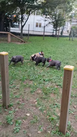 #bulldogsoftiktok #puppiesoftiktok #frenchbulldogs #fantastic4frenchies #bulldogfrances #puppies #bulldogs #doglover #bully #bulldogsoftiktokdogs #perte #foryoupage #bulldogfrancese #Love 