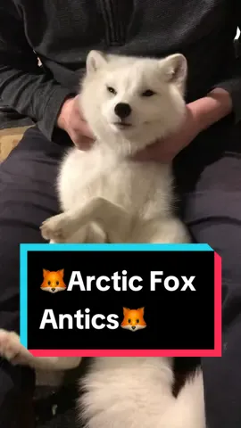 Aku’s wild side 😂🦊🫠 #fy #fox #floof #petfox