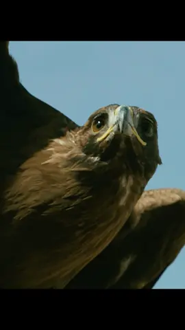 #amazinganimals #eagle #wildlife #animalslifestyle #foryourpagе 