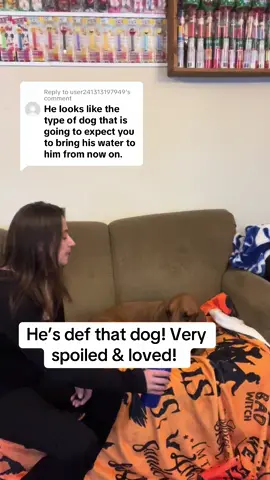 Replying to @user241313197949 #dogsoftiktok #bassethoundsoftiktok #water #travel 