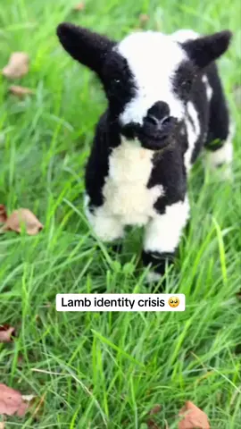 Baby cow 🥺🥺🥺 #lamb #lambsoftiktok #farmlife  📽️ @applefoxfarm 