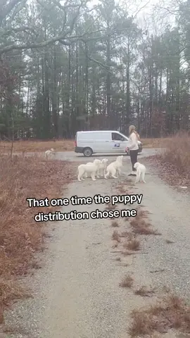 I found them on the road, found the owner - he told me I could take them all so I found them all great homes with all of my friends so we can visit them anytime now 🫶 #fyp #dogs #lostpup #dogdistributionsystem #puppo #greatpyrenees #puppies #lost 