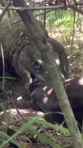 Komodo Dragon vs Pig Compiled. #animals #wildanimals #animalworld #komododragon #thegioidongvat 