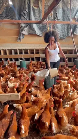 #farm #elevage #work #chicken #egg #honorineayissi #foryou #viral #entrepreneur #pourtoi 