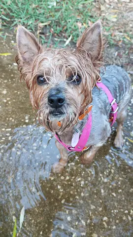 Never cold when it comes to water 😂 #fyp #foryou #yorkshire #yorkshireterrier #cute #funnydog #cutedog #cold #foryourpage #smalldog #water 