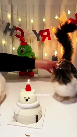 Curiosity killed the cat😭#cat #cats #funny #funnyvideos #pet #animals #orangecat #foryou #fyp #dog #catlover 